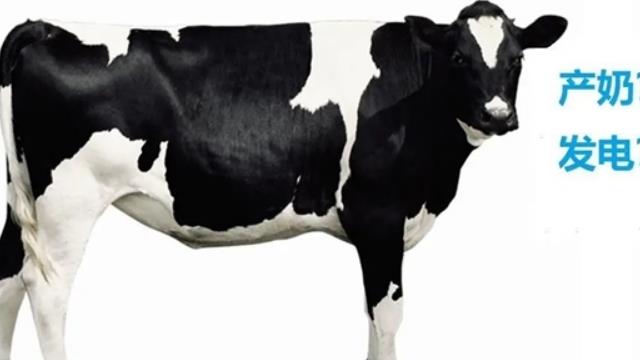 牛糞也能發電！全國最大單體生物質RNG熱電項目投產